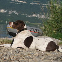 Foto 1 van een Braque Français, type Pyrénées (klein)