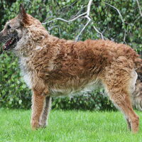 Foto 2 van een Belgische Herdershond, Laekense