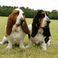 Foto 9 van een Basset Hound