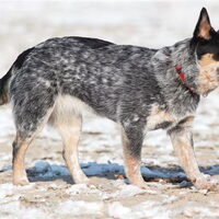 Foto 9 van een Australian Cattle Dog