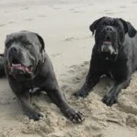 Foto 9 van een Cane Corso