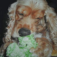 Foto 7 van een Amerikaanse Cockerspaniel