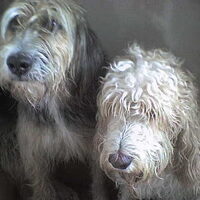 Foto 1 van een Griffon nivernais