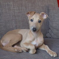 Foto 9 van een Whippet
