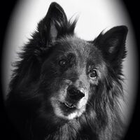 Foto 4 van een Belgische Herdershond, Groenendaeler