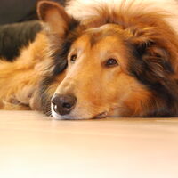 Hond Luca (3)