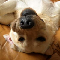 Hond Buffy (1)