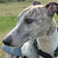 Foto 8 van een Whippet