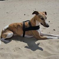 Foto 7 van een Whippet