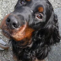 Foto 2 van een Gordon Setter