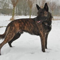 Foto 6 van een Hollandse Herdershond