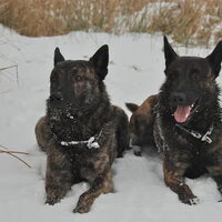 Foto 4 van een Hollandse Herdershond
