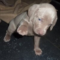 Foto 8 van een Weimaraner