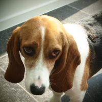 Foto 3 van een Basset Artesien Normand