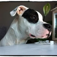 Foto 3 van een Dogo Argentino