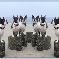 Foto 7 van een Boston Terrier