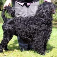 Foto 2 van een Cão de Agua Português