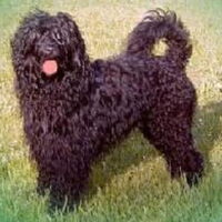 Foto 1 van een Cão de Agua Português