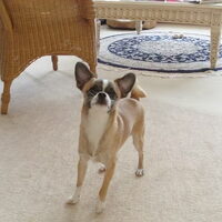 Hond Disha (1)