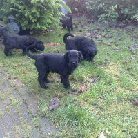 Foto 3 van een Zwarte Russische Terrier
