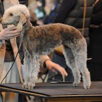 Foto 6 van een Bedlington Terrier