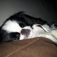 Foto 6 van een Japanse Spaniel