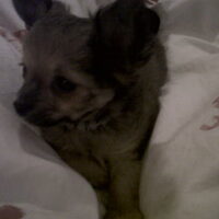 Hond Binti (4)