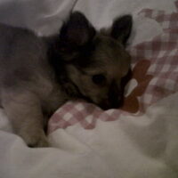 Hond Binti (3)