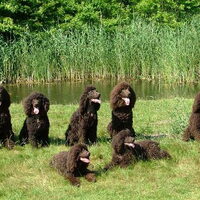 Foto 6 van een Amerikaanse Water Spaniel