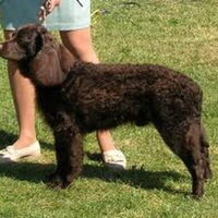 Foto 4 van een Amerikaanse Water Spaniel