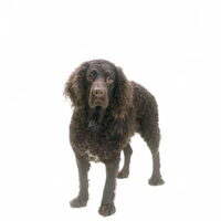 Foto 3 van een Amerikaanse Water Spaniel