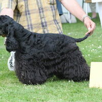 Foto 1 van een Amerikaanse Water Spaniel