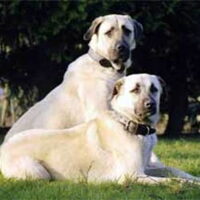 Foto 5 van een Anatolische Herdershond
