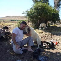 Foto 4 van een Anatolische Herdershond