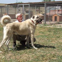 Foto 3 van een Anatolische Herdershond