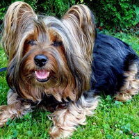 Foto 4 van een Australian Silky Terrier