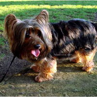 Foto 2 van een Australian Silky Terrier