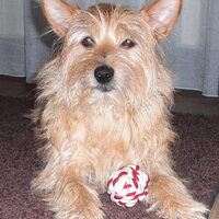 Hond Nina (2)