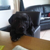 Hond Bandit (1)