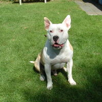 Hond Festo (1)