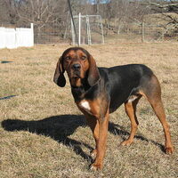 Foto 3 van een Black and Tan Coonhound