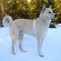 Foto 1 van een Canaänhond