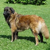 Foto 8 van een Cão da Serra da Estrela, langhaar