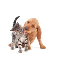 Foto 1 van een Grands Bassets Griffons Vendéens