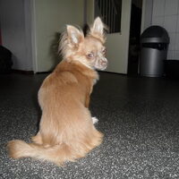 Hond Inu (1)