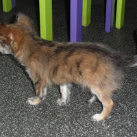 Hond Kenta (1)