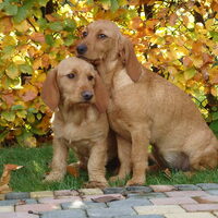 Foto 9 van een Basset Fauve de Bretagne