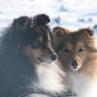 Foto 6 van een Sheltie