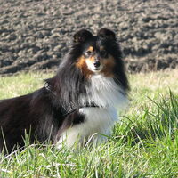 Foto 5 van een Sheltie