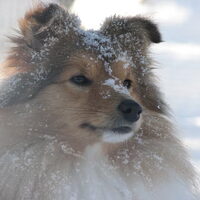 Foto 4 van een Sheltie